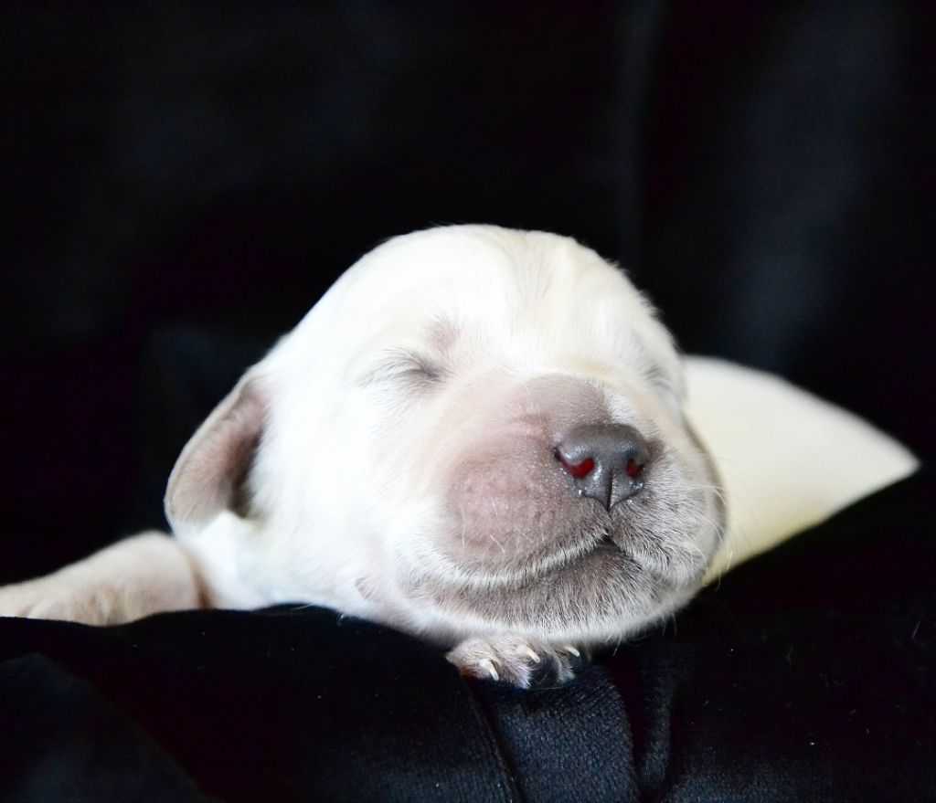 Des Alizes De Maelynn - Chiots disponibles - Golden Retriever