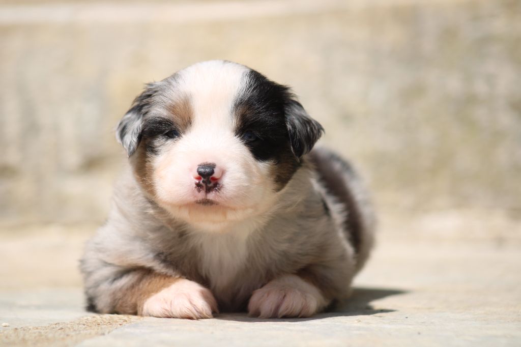 Des Alizes De Maelynn - Chiots disponibles - Berger Américain Miniature 