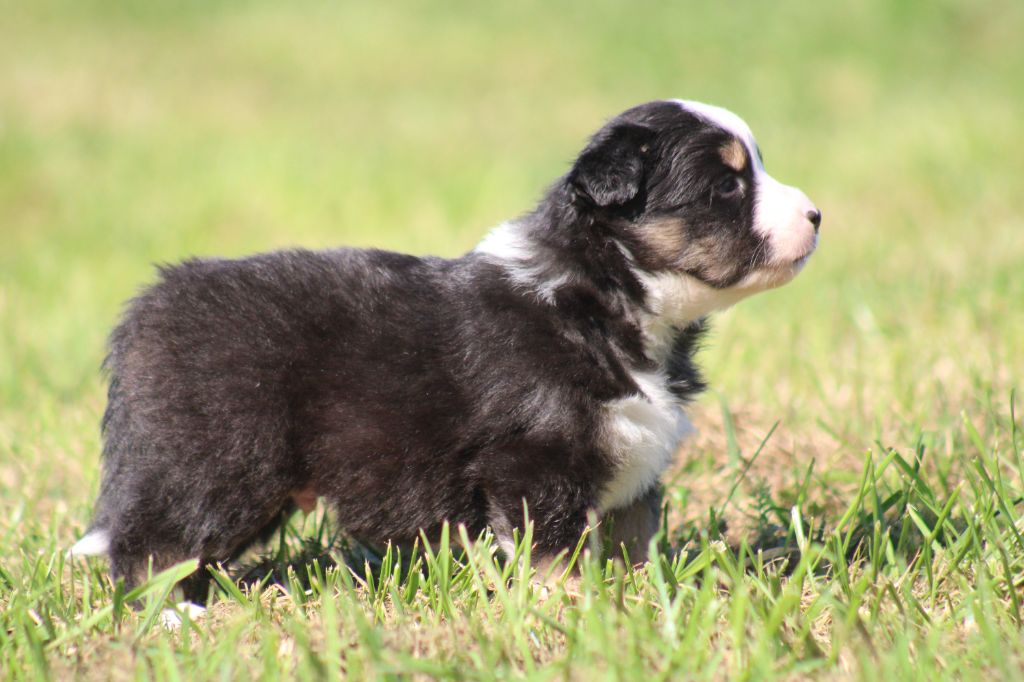 Des Alizes De Maelynn - Chiots disponibles - Berger Américain Miniature 