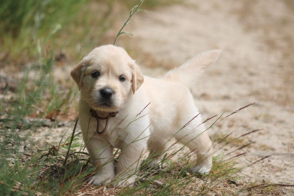 Des Alizes De Maelynn - Chiots disponibles - Golden Retriever