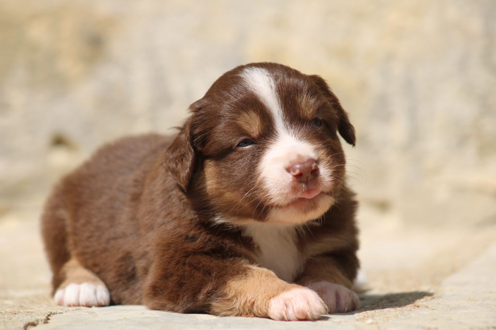 Des Alizes De Maelynn - Chiots disponibles - Berger Américain Miniature 