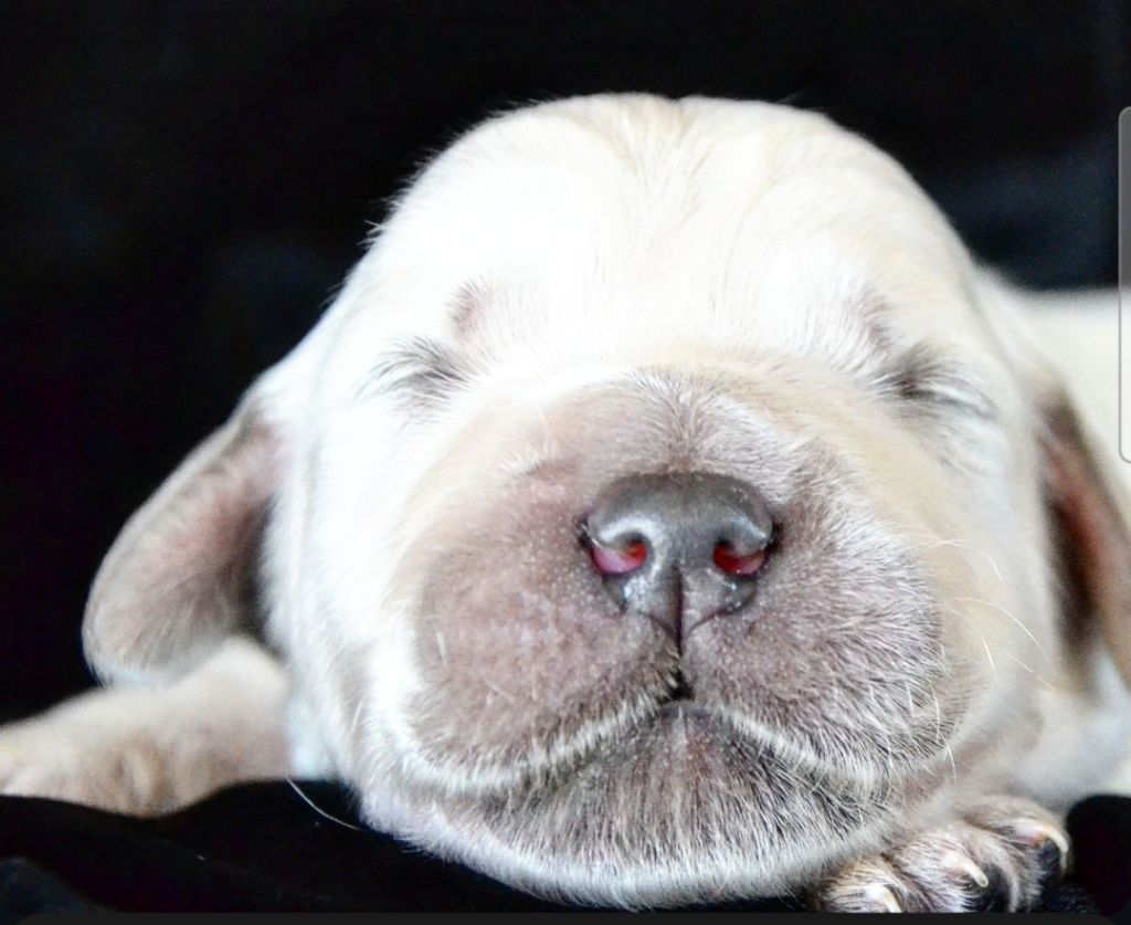 Des Alizes De Maelynn - Chiots disponibles - Golden Retriever