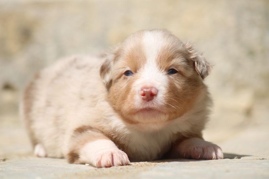 Des Alizes De Maelynn - Chiots disponibles - Berger Américain Miniature 