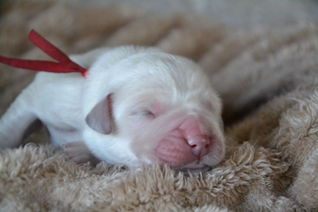 Des Alizes De Maelynn - Chiots disponibles - Golden Retriever