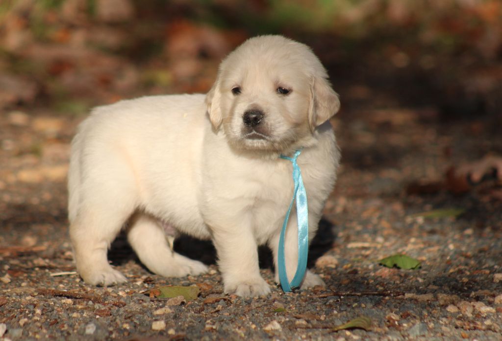 Des Alizes De Maelynn - Chiots disponibles - Golden Retriever