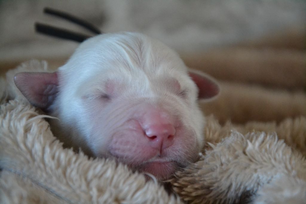 Des Alizes De Maelynn - Chiots disponibles - Golden Retriever