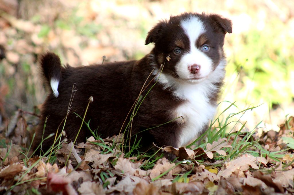 Des Alizes De Maelynn - Chiots disponibles - Berger Américain Miniature 