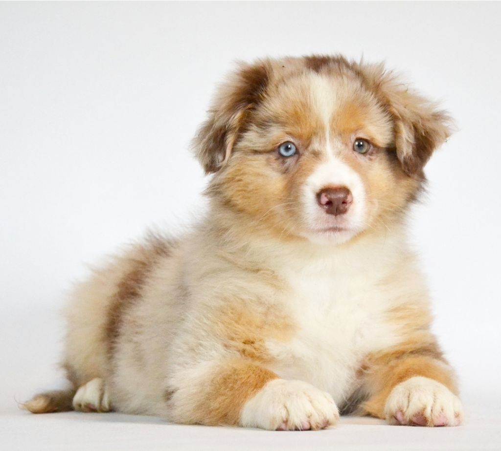 Des Alizes De Maelynn - Chiots disponibles - Berger Américain Miniature 