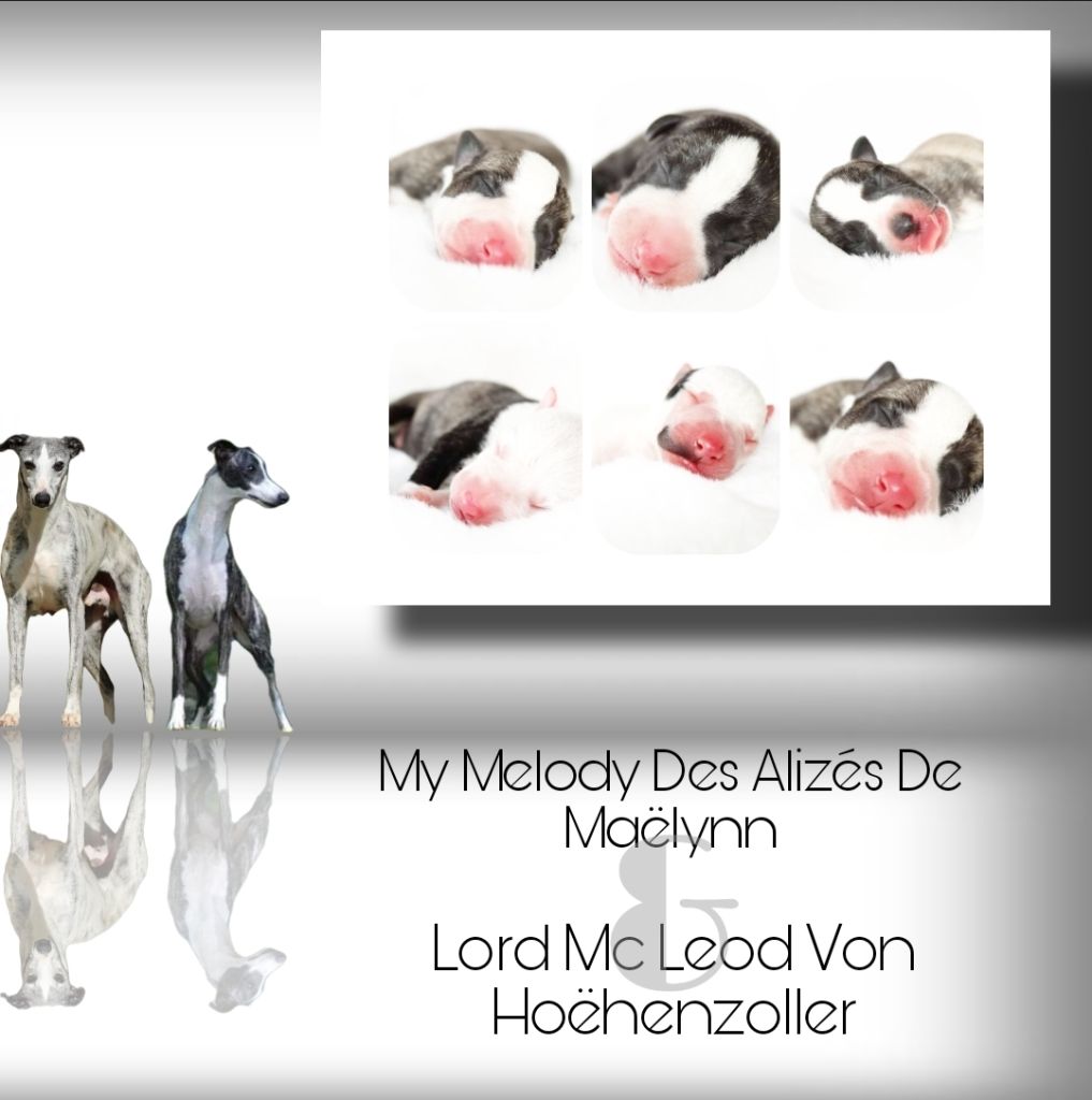 Chiot Whippet Des Alizes De Maelynn