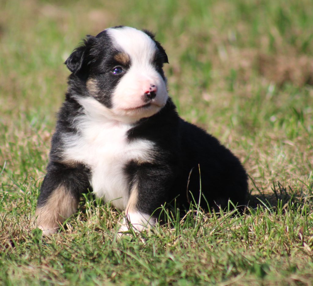 Des Alizes De Maelynn - Chiots disponibles - Berger Américain Miniature 