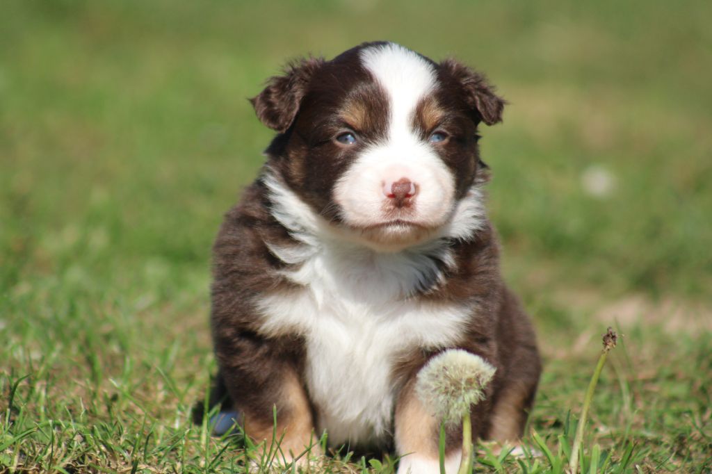 Des Alizes De Maelynn - Chiots disponibles - Berger Américain Miniature 