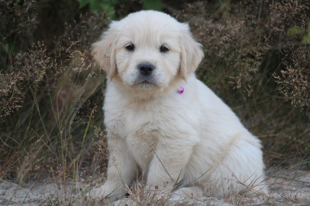 Des Alizes De Maelynn - Chiots disponibles - Golden Retriever