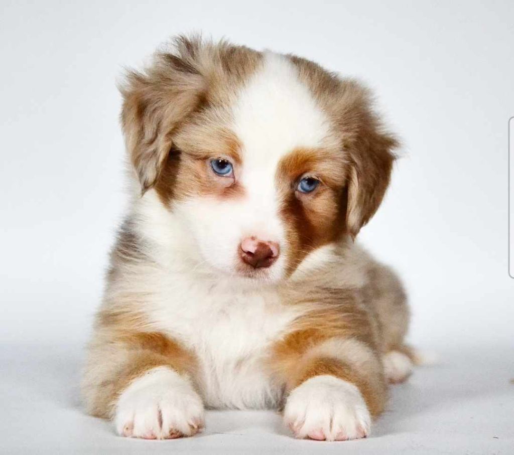 Des Alizes De Maelynn - Chiots disponibles - Berger Américain Miniature 