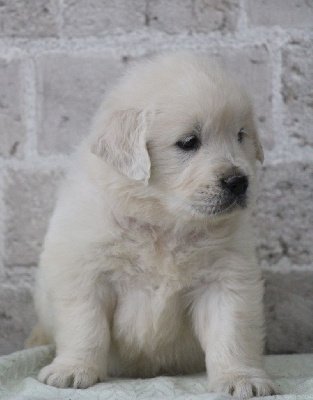 CHIOT 6