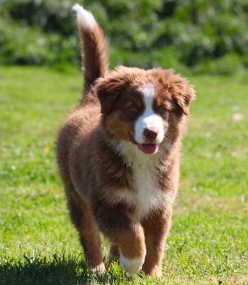Aldo