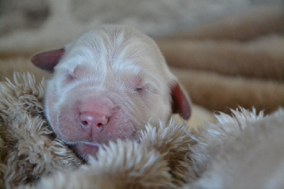CHIOT 9