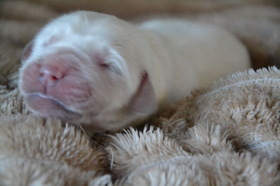 CHIOT 8