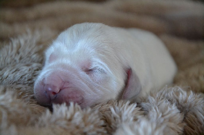 CHIOT 6