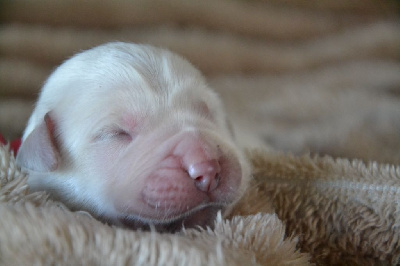 CHIOT 4