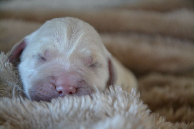 CHIOT 10