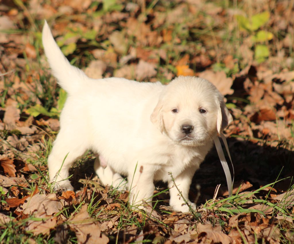 Des Alizes De Maelynn - Chiots disponibles - Golden Retriever