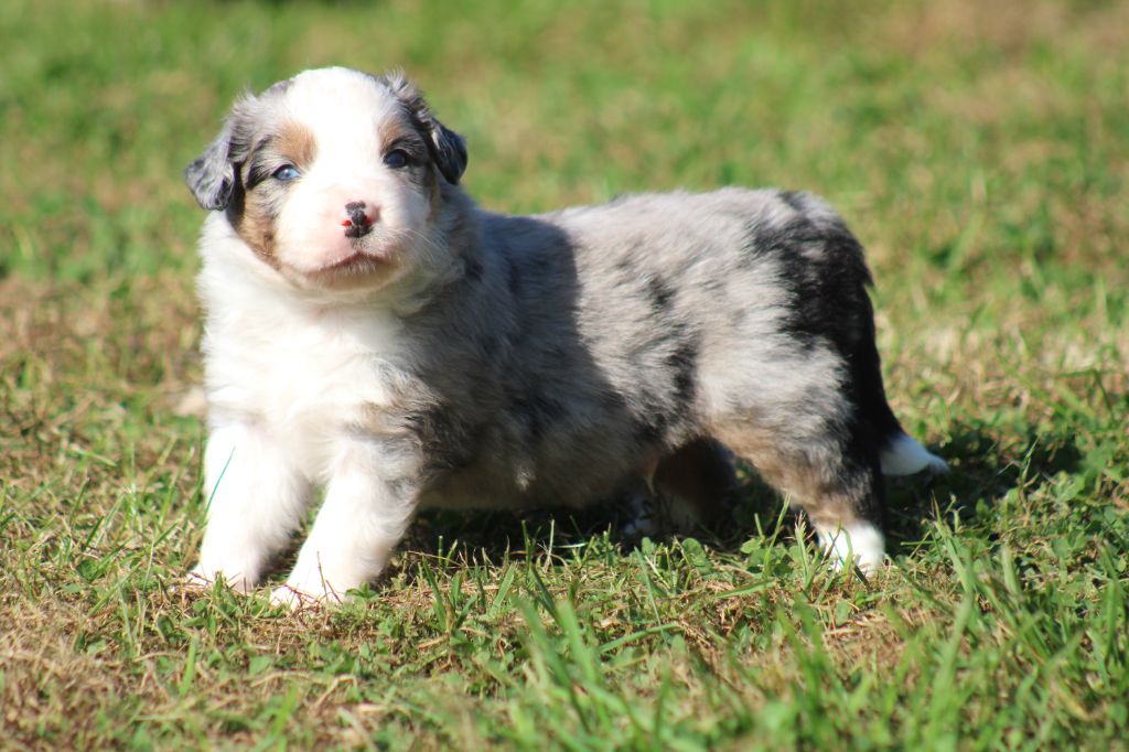 Des Alizes De Maelynn - Chiots disponibles - Berger Américain Miniature 