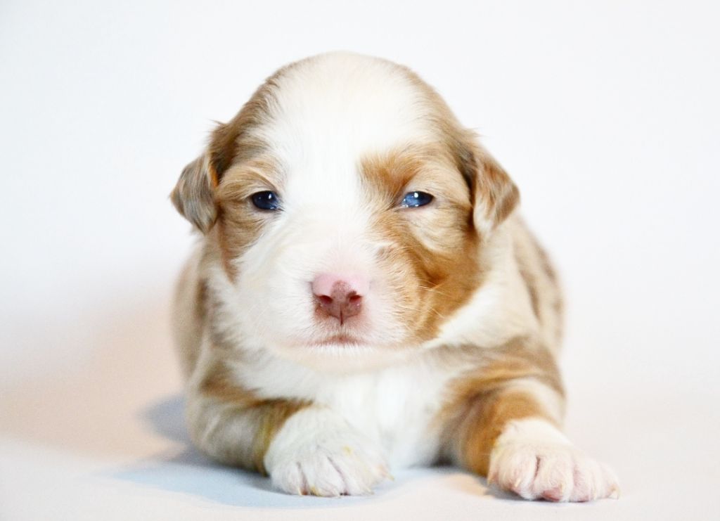 Des Alizes De Maelynn - Chiots disponibles - Berger Américain Miniature 