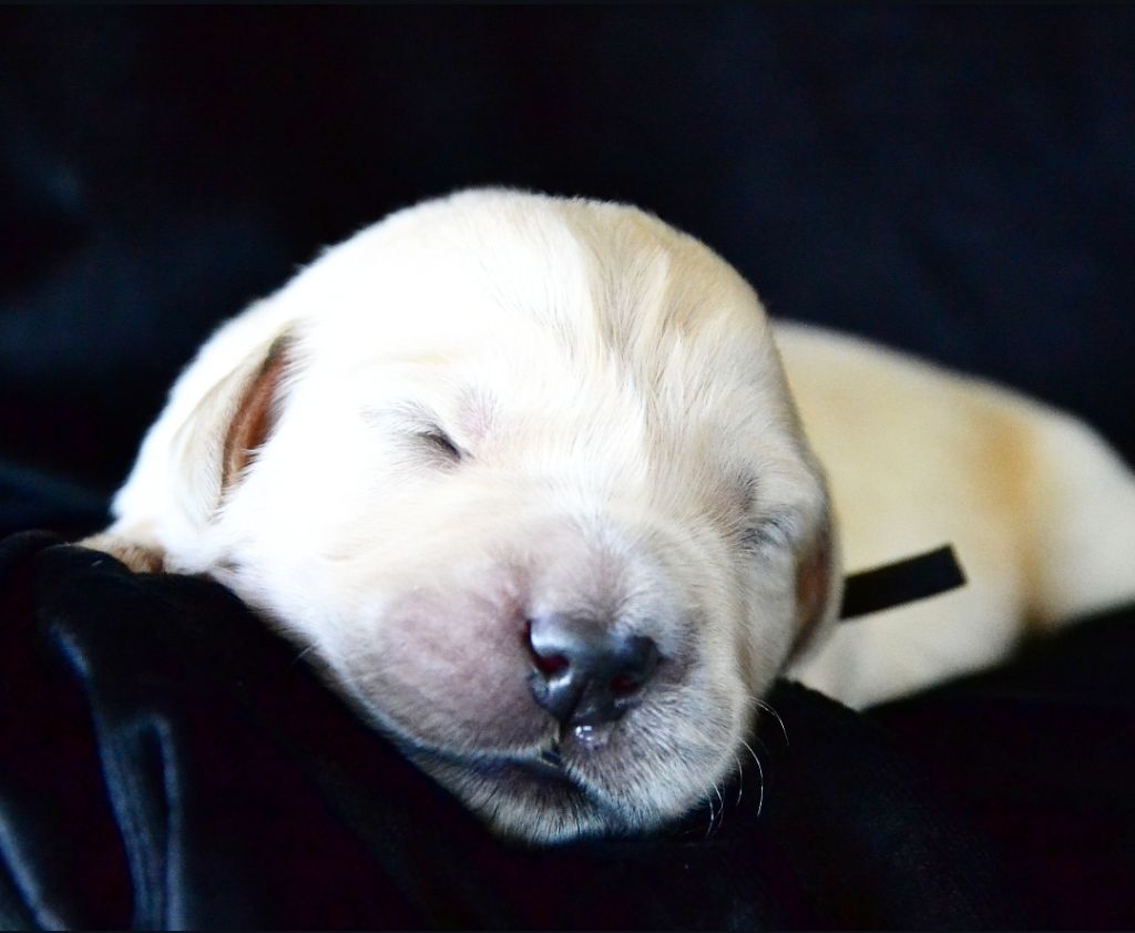 Des Alizes De Maelynn - Chiots disponibles - Golden Retriever