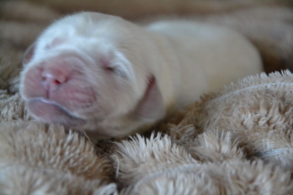 Des Alizes De Maelynn - Chiots disponibles - Golden Retriever