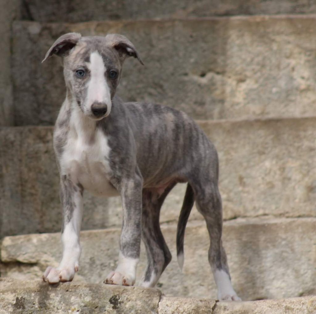 Chiot Whippet Des Alizes De Maelynn