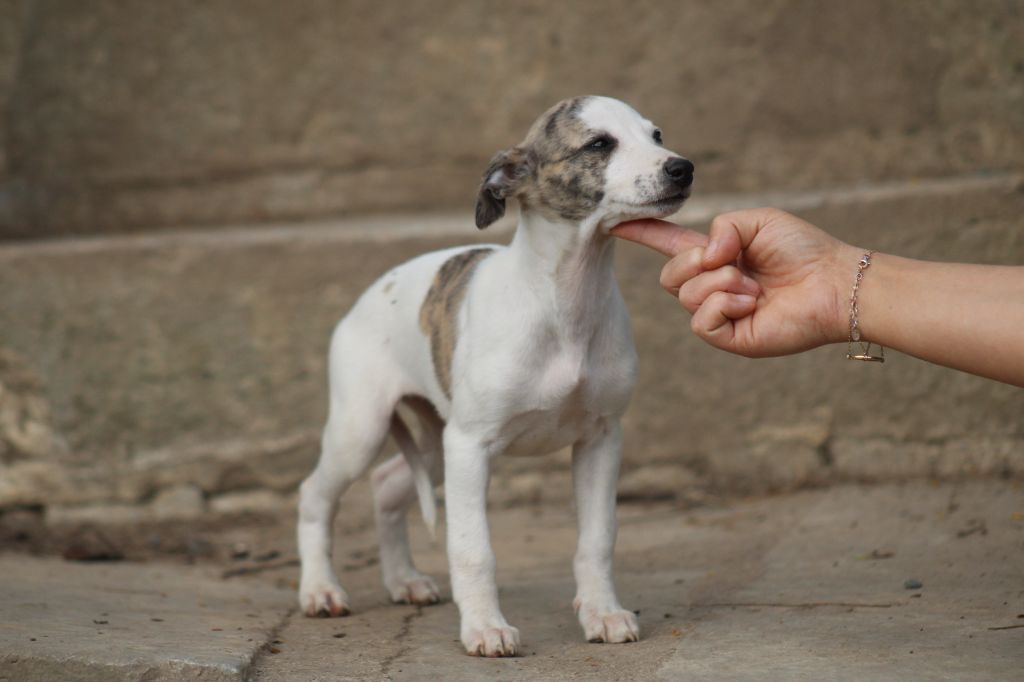 Des Alizes De Maelynn - Chiots disponibles - Whippet