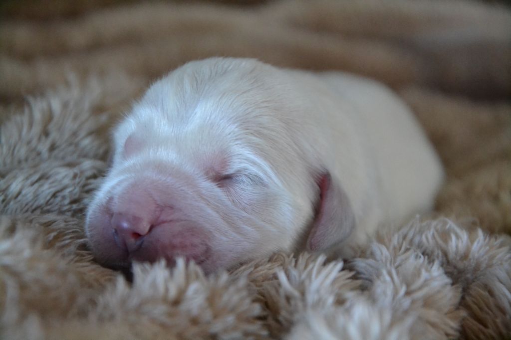 Des Alizes De Maelynn - Chiots disponibles - Golden Retriever