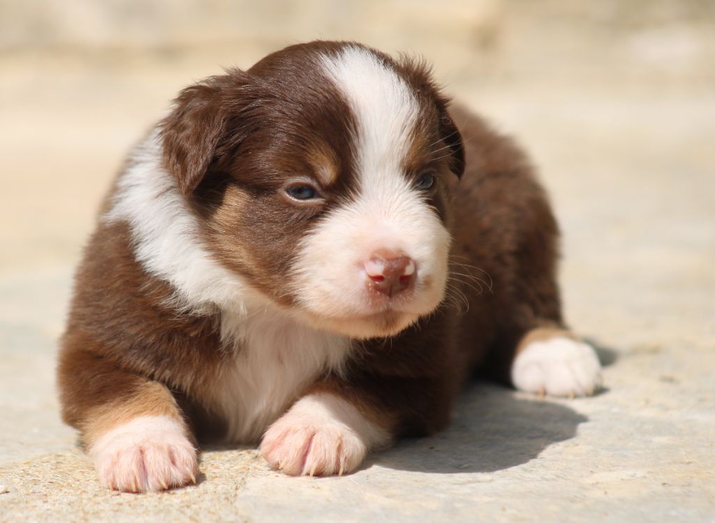 Des Alizes De Maelynn - Chiots disponibles - Berger Américain Miniature 