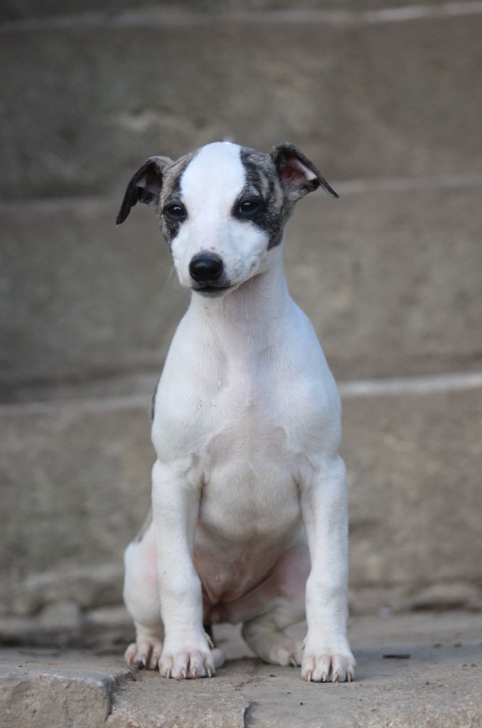 Des Alizes De Maelynn - Chiots disponibles - Whippet