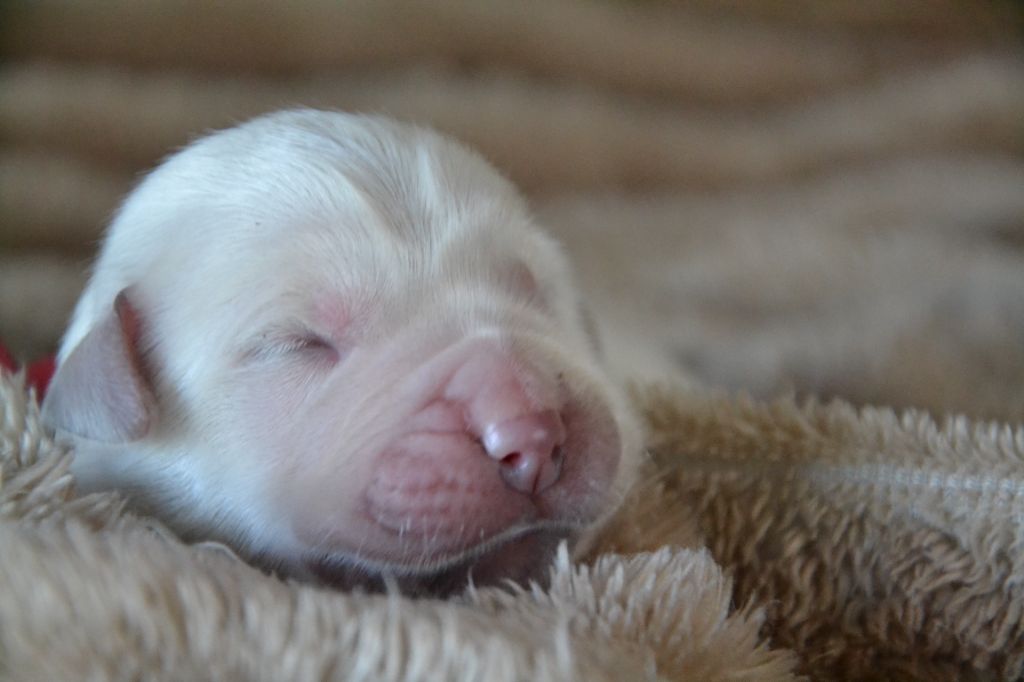 Des Alizes De Maelynn - Chiots disponibles - Golden Retriever