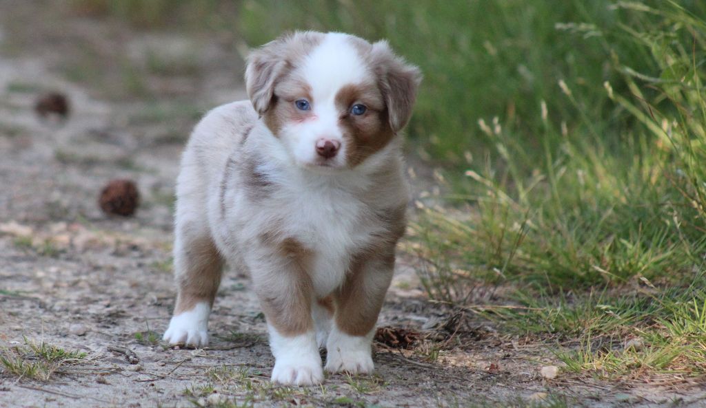 Des Alizes De Maelynn - Chiots disponibles - Berger Américain Miniature 