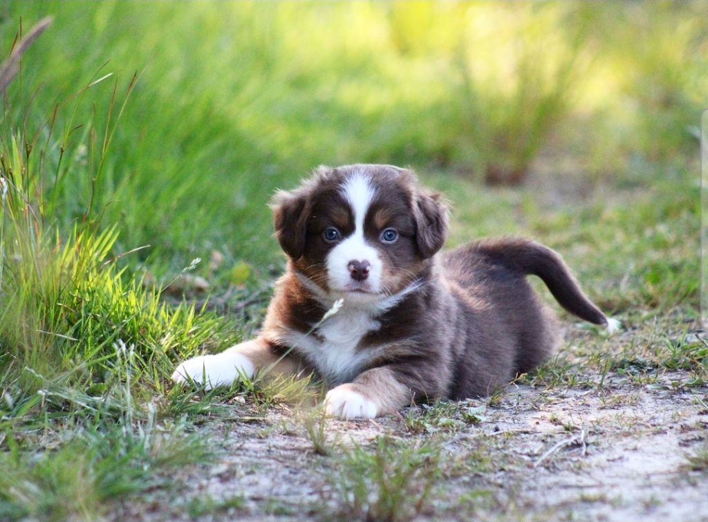 Des Alizes De Maelynn - Chiots disponibles - Berger Américain Miniature 