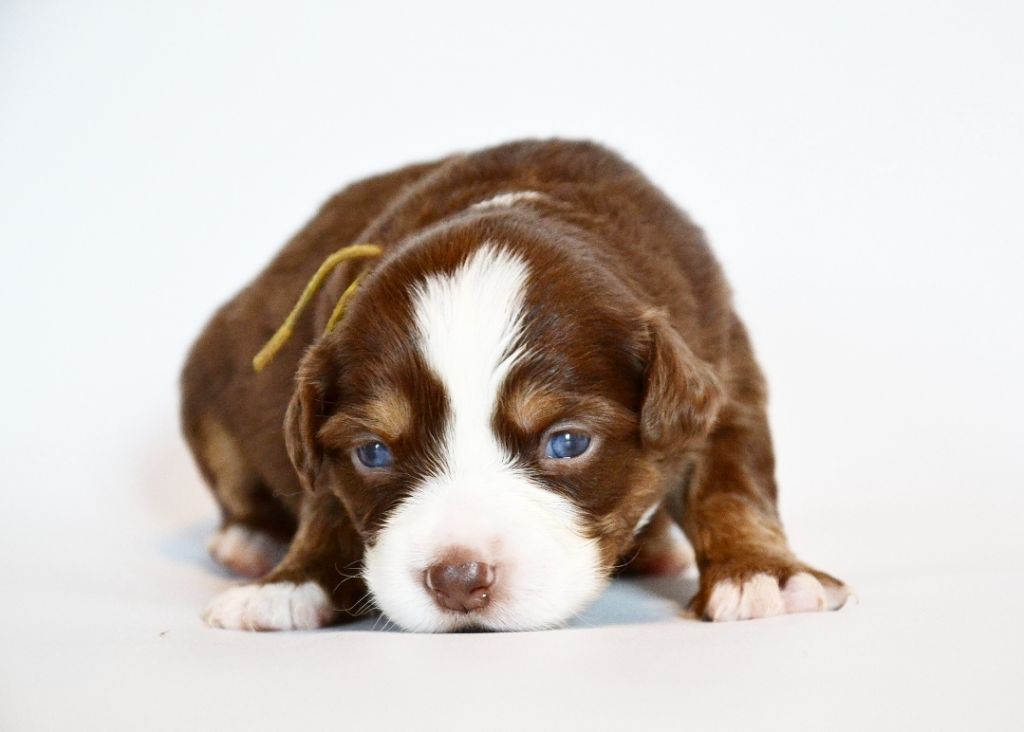 Des Alizes De Maelynn - Chiots disponibles - Berger Américain Miniature 
