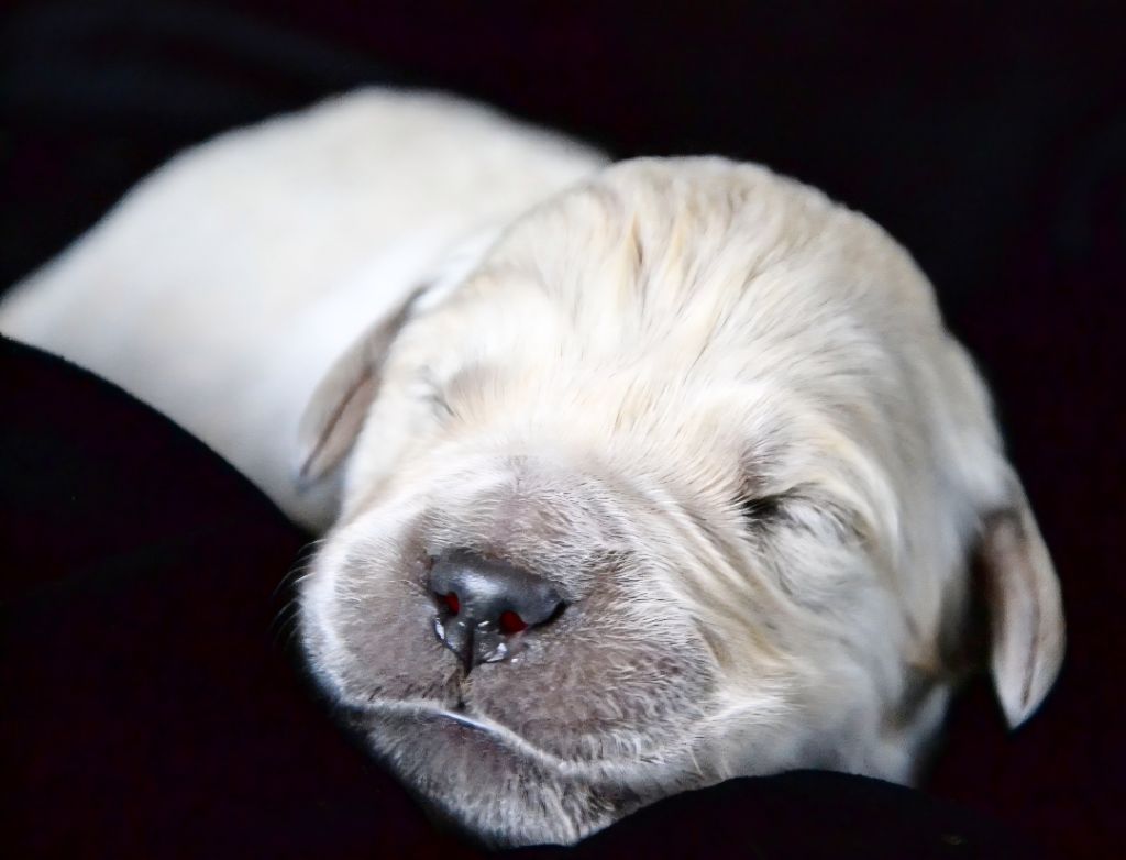 Des Alizes De Maelynn - Chiots disponibles - Golden Retriever