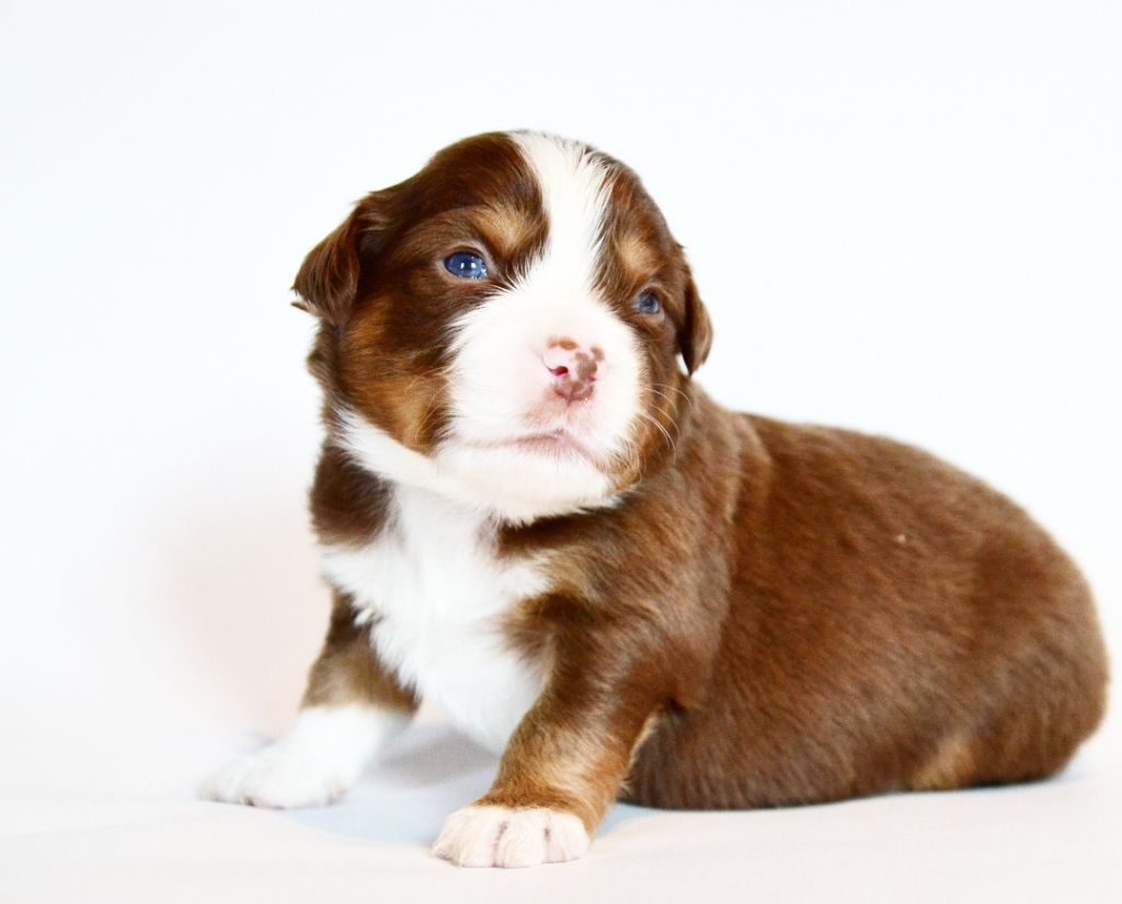 Des Alizes De Maelynn - Chiots disponibles - Berger Américain Miniature 