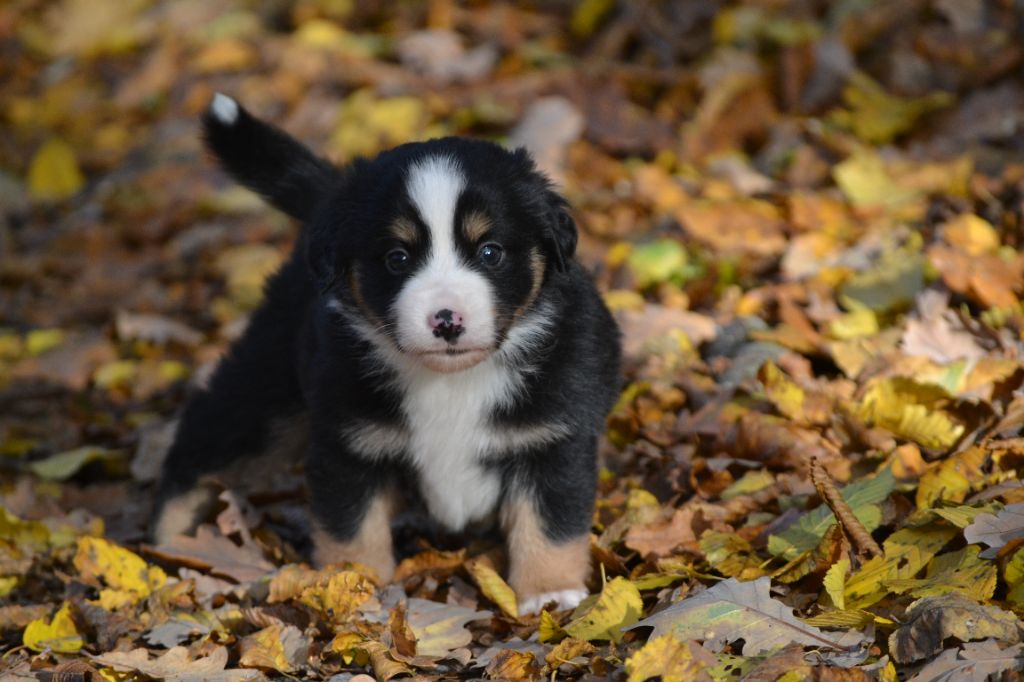 Des Alizes De Maelynn - Berger Américain Miniature - Portée née le 30/09/2025