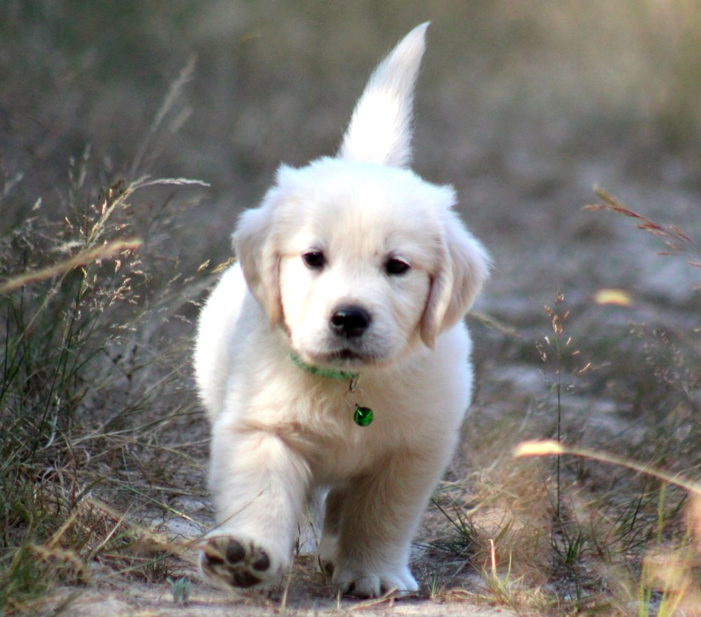 Des Alizes De Maelynn - Chiots disponibles - Golden Retriever