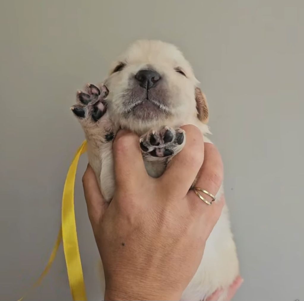 Des Alizes De Maelynn - Golden Retriever - Portée née le 29/09/2025
